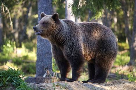 Luonnonvarakeskus arvioi karhuja olevan Suomessa 2 250–2 400 yksilöä.