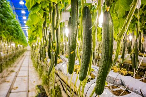 Vihannesten hinnat voivat lähteä roimaan nousuun. Suomessa viljeltävien kurkkujen ja tomaattien tuotantomäärät voivat supistua, koska energia on liian kallista, jotta kasvihuoneiden pyörittäminen olisi kannattavaa.