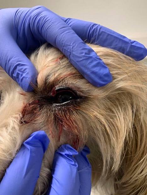 Inkeri-koiran silmästä tuli runsaasti verta hyökkäyksen jälkeen.