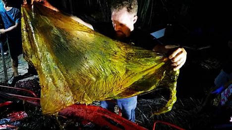 Valaalle tehty ruumiinavaus paljasti karun yllätyksen. 500 kiloa painanut eläin oli niellyt huomattavan määrän muovia.