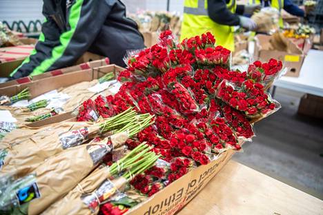 Joulun aikaan LTP:n varastolta Vantaan Viinikkalasta lähtee miljoona kukkaa suomalaisiin koteihin. Ruususta on tullut suosittu kukka myös joulun aikaan. 