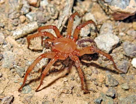 Lachesana perseus -hämähäkki löytyi Iranista. Tutkijoiden mukaan sukuun kuuluvien hämähäkkien myrkyissä on aineosia, joita on tutkittu mahdollisina syöpälääkkeinä.