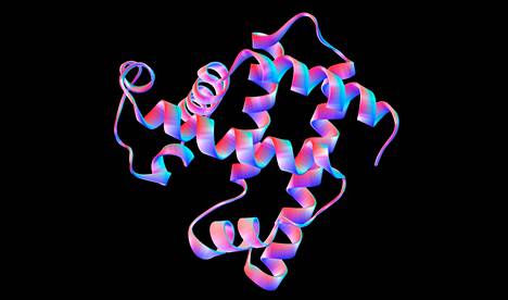 Myoglobiini-proteiinin malli, joka on tehty tietokoneella. Tämä kuva ei ole tutkimuksesta.