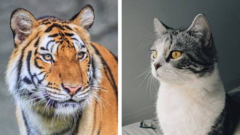 The tiger would try to take the cat's life because the cat is a competitor.