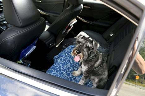 A miniature schnauzer in the backseat of a car in hot Espoo on Sunday, July 11, 2021.