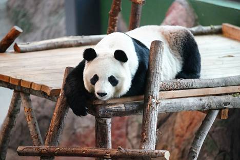 Pandat ovat Ähtärissä 15 vuoden vuokrasopimuksella.
