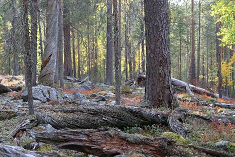 Keloja ja kilpikaarnaa Kuervaaran metsissä. Kuervaara on myös suosittu retkeilykohde lähellä Yllästä.