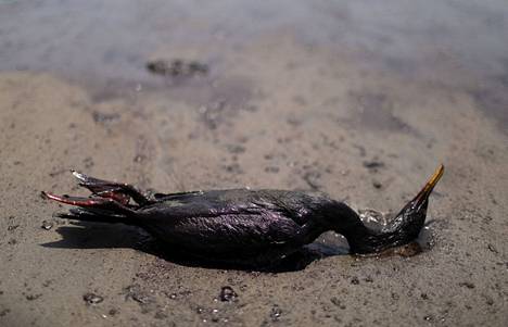The oil has killed birds and fish.