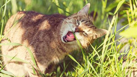 Kun kissa popsii ruohoa, syy löytyy evoluutiosta.