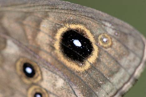Tummapapurikko on keskikokoinen päiväperhonen. Sen etusiiven kärjessä on selvästi erottuva, suurehko musta valkoteräinen silmätäplä. Aikuiset perhoset lentävät kesäkuun lopulta heinäkuun loppuun.
