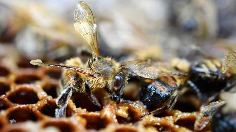 Kennolle kuolleet mehiläiset kuvattiin Ranskassa kesällä 2018, vähän ennen kuin neonikotinoidien ulkokäyttö tuli EU-maissa voimaan.