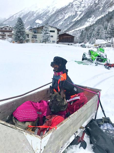 German Shepherd Pepi and rottweiler Verna were waiting their turn in an avalanche rescue exercise in Tyrol.