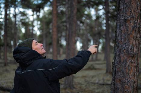 Jarmo Pyykkö katselee vanhassa inarilaisessa metsässä puissa kasvavia luppoja ja naavoja. 