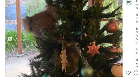 Eläimet | Australialais­perheen joulukuusesta löytyi elävä koala: ”Se oli melko sotkeutunut valoihin”