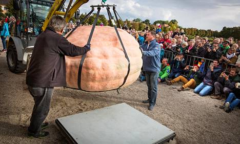 Nosturia ja apuvoimia tarvittiin, kun maailman suurinta kurpitsaa liikuteltiin kasvattajien Euroopan mestaruuskisoissa vuonna 2016 Saksassa. Se painoi 1190,5 kilogrammaa.