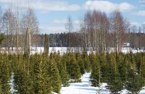 Christmas trees grow in neat rows.