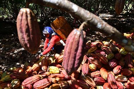 WWF moittii tuttuja suklaabrändejä: Yrityksiä ei kiinnosta puuttua  epäkohtiin - Kotimaa 