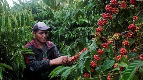 Ronski robusta valtaa kahvimarkkinoita – ilmastonmuutos ajaa kahvinviljelijöitä vaihtamaan halvempiin papuihin