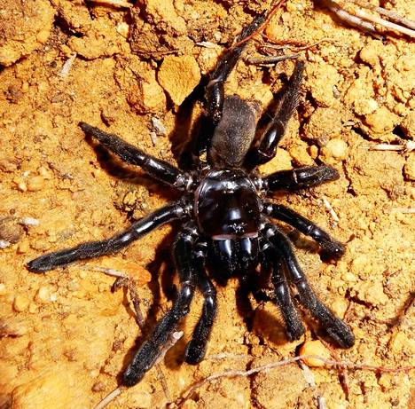 Kaivajahämähäkki Numero 16 eli peräti 43-vuotiaaksi.