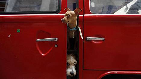 Älä ikinä jätä lasta tai koiraa kuumaan autoon – tunnin kauppareissulla auton sisusta kuumenee niin, että kojelaudasta voi jopa saada palovammoja