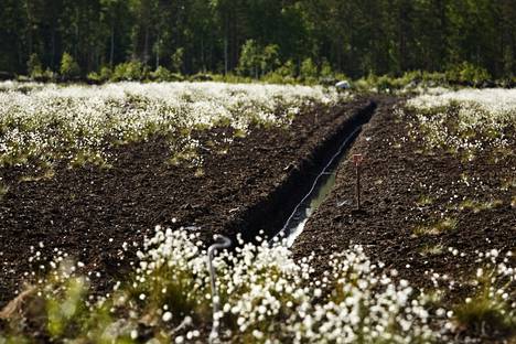 Ojitettu suo Perhossa. Soita on ojitettu Suomessa metsätalouden lisäksi myös maataloutta varten eli pelloiksi.