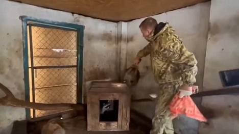 Ukrainan puolustusministeriön julkaisemalla videolla näkyy mediatietojen mukaan krimiläisen eläintarhan omistaja Oleg Zubkov,  joka vie pesukarhun Hersonin eläintarhasta.