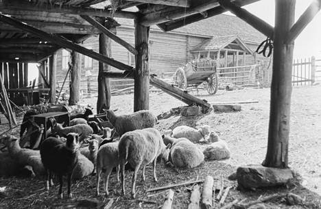 Eläintensuojelu on ollut valtavirtaa jo 1800-luvun Suomessa. Kuvassa lampaita aitauksessaan vuonna 1934.