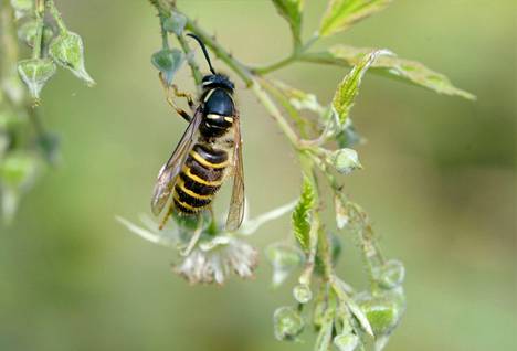 Luonto-Liiton kevätseurannan teemalajeja tänä vuonna ovat muun muassa ampiainen ja kimalainen.