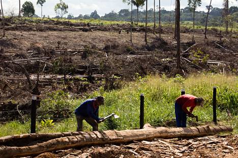 Miehet kuorivat puuta rakennus- ja huonekalukäyttöön Senador José Portfírion kunnassa Parássa Brasiliassa toukokuussa 2019. 