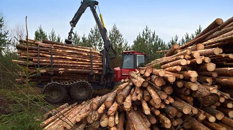 Metsäteollisuus | Luke: Havutukin hinnat nousevat ja puukauppa käy ennätystahtiin