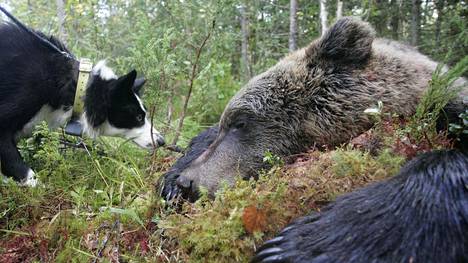 Karhua huutokaupataan harvoin, mutta metsästetään syksyisin poikkeusluvilla. Karjalankarhukoira haisteli ammuttua karhua Lieksassa syyskuussa 2008.