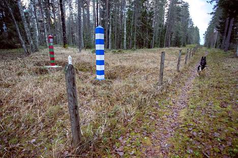 Rajavartiolaitoksen koira partioi Varpaanlahden rajavalvonta-alueella Suomen ja Venäjän raja-alueella Imatralla viime vuoden marraskuussa. 