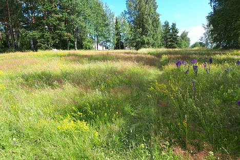 Kesäinen niitty Uussillanpuistossa. Alueella elää harvinaisia kasveja ja hyönteisiä.