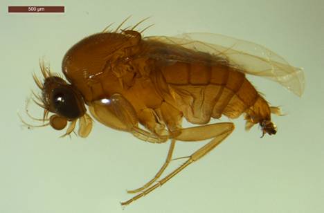 Hämeenlinnan Evolta löydetty tieteelle aiemmin tuntematon laji, Megaselia haartoi. 