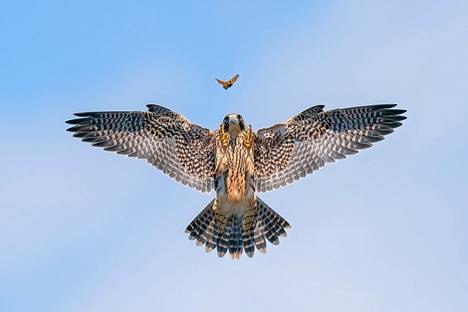 A baby peregrine falcon was practicing its hunting skills in Southern California, USA.