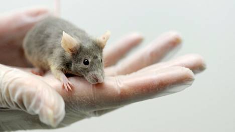 Uudessa tutkimuksessa ryhmälle hiiriä annettiin rajaton pääsy etanoliin kymmenen päivän ajaksi. Kuvassa hiiri Turun yliopiston koe-eläinlaitoksella vuonna 2012.