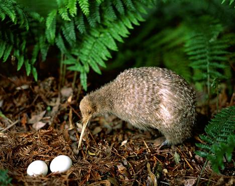 Uuden-Seelannin kansallislintu kiivi selviytyy enää tarhassa kasvatettujen poikasten avulla.