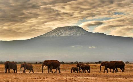 Norsulauma vaelsi Amboselin kansallispuistossa Keniassa vuonna 2016.