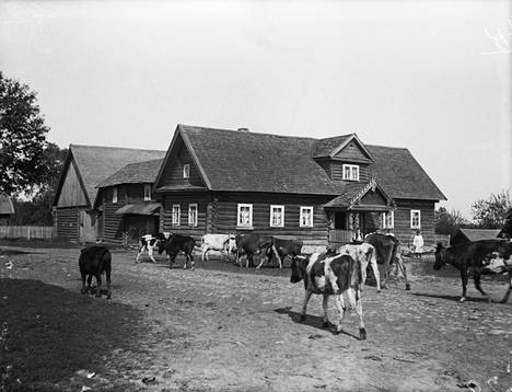 Lehmät vapaana Pukin talon pihamaalla vuonna 1911.