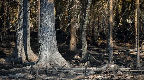 Pyhärannan metsäpalo voi maksaa metsänomistajille miljoonan, kokonaiskustannuksia vielä vaikea arvioida