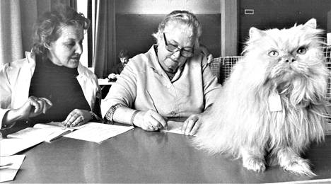 Tanskalainen kissatuomari Edith Dunvald ja tuomarioppilas Terttu Haapanen katsovat kissan karvoja ja vartaloa. Sopusuhtaisin ja paraskarvaisin voittaa.