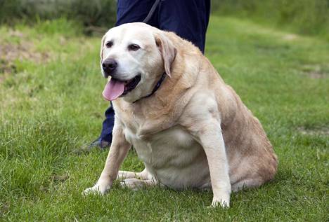 Lihavuus altistaa koirat monille sairauksille.