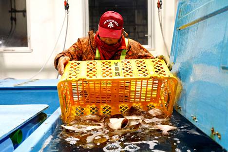 Japanilainen kalastaja Haruo Ono, 71, pyytää kalaa vain noin 55 kilometrin päässä Fukushimasta. Kuva on otettu maaliskuussa 2023. 