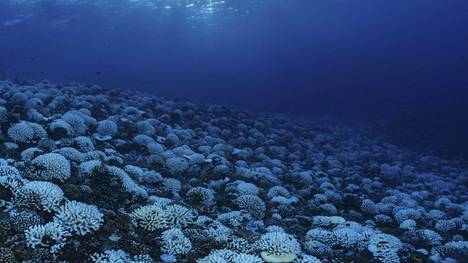 Tutkijat varoittavat: valtamerten happi hupenee huolestuttavaa tahtia