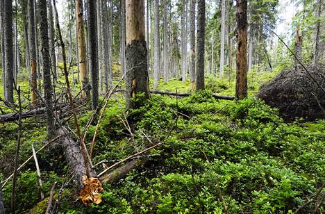 Euroopan parlamentin ympäristövaliokunta on linjannut, että Suomen metsiä ei lasketa hiilinieluiksi vaan päästölähteiksi. Kuva on vanhasta metsästä Sipoossa juhannuksen alla.