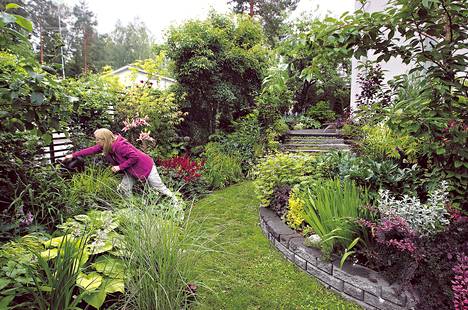 Laura Renkonen-Sinisalon pienessä puutarhassa päärooli on annettu puolivarjon kasveille sekä niiden värikkäille lehdille ja lehtien erilaisille muodoille.