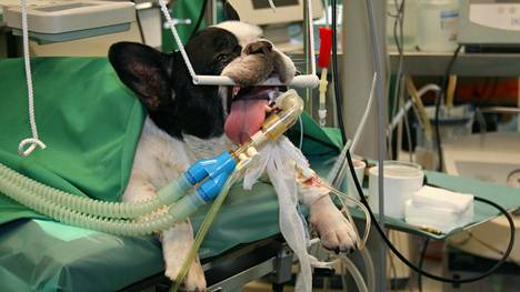 Korinaa, pyörtymisiä, pulauttelua – Yhä useampi koira tarvitsee leikkauksen pystyäkseen hengittämään normaalisti
