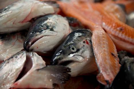 Norjan kala- ja äyriäisviennin raju kasvu jatkuu - Talous 