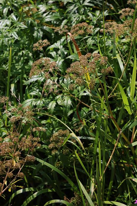 The appearance of the poison ivy resembles a daisy. They are separated from each other by the place of growth. Dog's pipe grows in yards and roadsides, while poison ivy typically grows in the shallow shore waters of lush waterways. The poison ivy blooms in July-August, and its height is 30-150 centimeters.