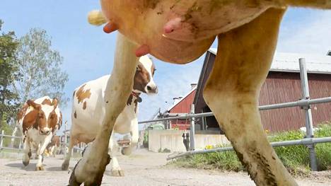Eläimet | Suomen urbaaneimmat lehmät pääsivät ulos, video näyttää Viikin lehmien onnen